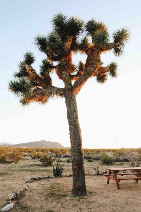 The La Brisa Hideaway - Secluded Feeling! Vila Joshua Tree Exterior foto